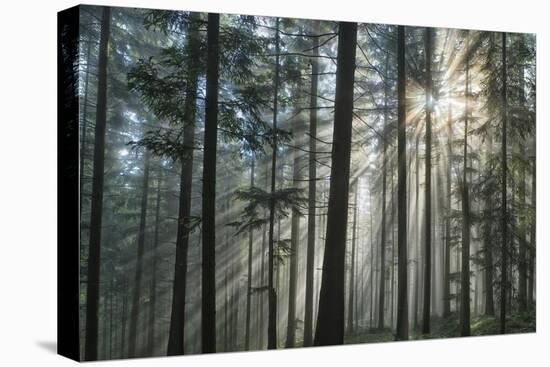 Sunrays Shining Through Fogged Out Forest-Mawpix-Stretched Canvas