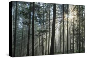 Sunrays Shining Through Fogged Out Forest-Mawpix-Stretched Canvas