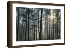 Sunrays Shining Through Fogged Out Forest-Mawpix-Framed Photographic Print