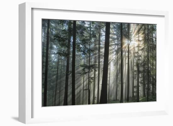 Sunrays Shining Through Fogged Out Forest-Mawpix-Framed Photographic Print