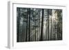 Sunrays Shining Through Fogged Out Forest-Mawpix-Framed Photographic Print