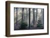 Sunrays through forest, Belgium-Bernard Castelein-Framed Photographic Print