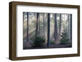 Sunrays through forest, Belgium-Bernard Castelein-Framed Photographic Print