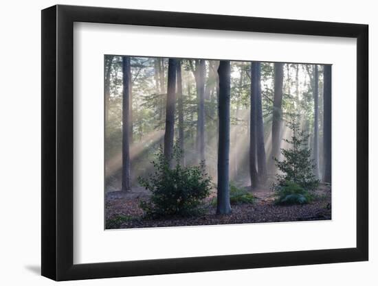 Sunrays through forest, Belgium-Bernard Castelein-Framed Photographic Print