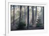 Sunrays through forest, Belgium-Bernard Castelein-Framed Photographic Print