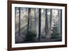 Sunrays through forest, Belgium-Bernard Castelein-Framed Photographic Print