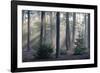 Sunrays through forest, Belgium-Bernard Castelein-Framed Photographic Print