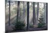 Sunrays through forest, Belgium-Bernard Castelein-Mounted Photographic Print