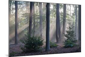 Sunrays through forest, Belgium-Bernard Castelein-Mounted Photographic Print