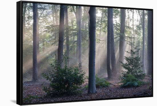 Sunrays through forest, Belgium-Bernard Castelein-Framed Stretched Canvas