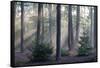 Sunrays through forest, Belgium-Bernard Castelein-Framed Stretched Canvas