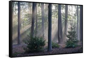 Sunrays through forest, Belgium-Bernard Castelein-Framed Stretched Canvas