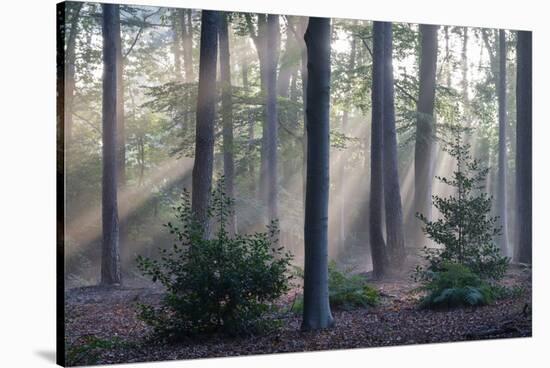Sunrays through forest, Belgium-Bernard Castelein-Stretched Canvas
