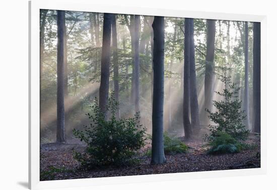 Sunrays through forest, Belgium-Bernard Castelein-Framed Photographic Print