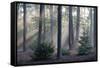 Sunrays through forest, Belgium-Bernard Castelein-Framed Stretched Canvas