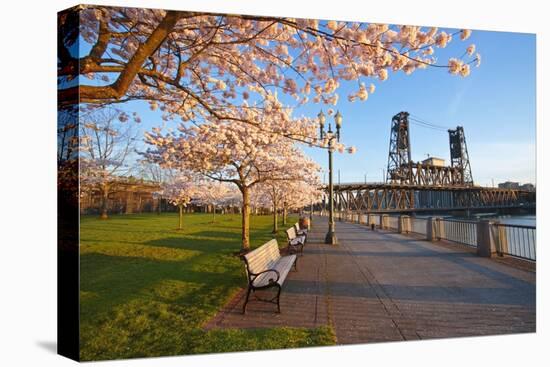 Sunrie Cherry Trees and Steel Bridge, Portland Oregon.-Craig Tuttle-Stretched Canvas