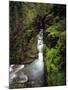 Sunrift Gorge on Baring Creek in Glacier National Park, Montana, USA-Chuck Haney-Mounted Photographic Print