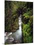 Sunrift Gorge on Baring Creek in Glacier National Park, Montana, USA-Chuck Haney-Mounted Photographic Print