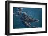 Sunrise Aerials of Boston and New England-Joseph Sohm-Framed Photographic Print