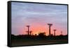 Sunrise, Allee de Baobab (Adansonia), western area, Madagascar, Africa-Christian Kober-Framed Stretched Canvas