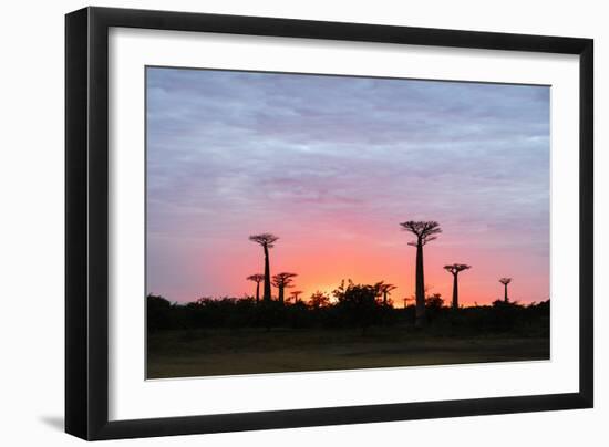 Sunrise, Allee de Baobab (Adansonia), western area, Madagascar, Africa-Christian Kober-Framed Photographic Print