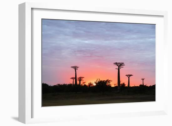 Sunrise, Allee de Baobab (Adansonia), western area, Madagascar, Africa-Christian Kober-Framed Photographic Print