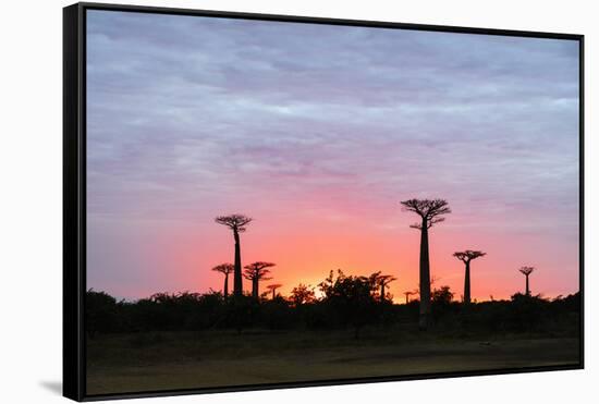 Sunrise, Allee de Baobab (Adansonia), western area, Madagascar, Africa-Christian Kober-Framed Stretched Canvas