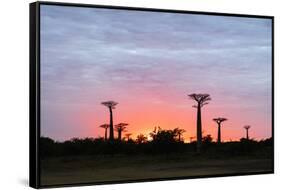 Sunrise, Allee de Baobab (Adansonia), western area, Madagascar, Africa-Christian Kober-Framed Stretched Canvas