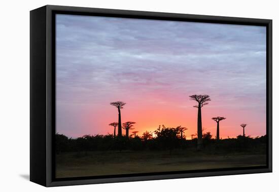 Sunrise, Allee de Baobab (Adansonia), western area, Madagascar, Africa-Christian Kober-Framed Stretched Canvas