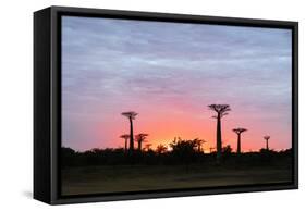 Sunrise, Allee de Baobab (Adansonia), western area, Madagascar, Africa-Christian Kober-Framed Stretched Canvas