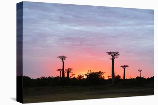 Sunrise, Allee de Baobab (Adansonia), western area, Madagascar, Africa-Christian Kober-Stretched Canvas