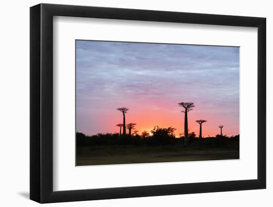 Sunrise, Allee de Baobab (Adansonia), western area, Madagascar, Africa-Christian Kober-Framed Photographic Print