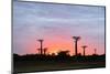 Sunrise, Allee de Baobab (Adansonia), western area, Madagascar, Africa-Christian Kober-Mounted Photographic Print