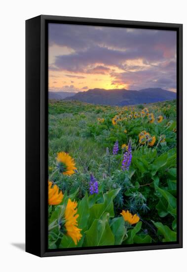 Sunrise and Flower Field, Columbia River Gorge, Oregon-Vincent James-Framed Stretched Canvas