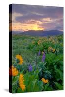 Sunrise and Flower Field, Columbia River Gorge, Oregon-Vincent James-Stretched Canvas