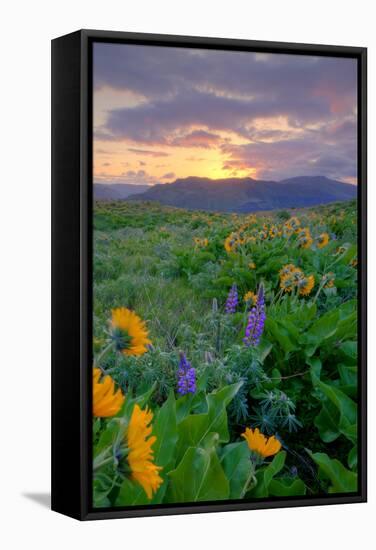 Sunrise and Flower Field, Columbia River Gorge, Oregon-Vincent James-Framed Stretched Canvas