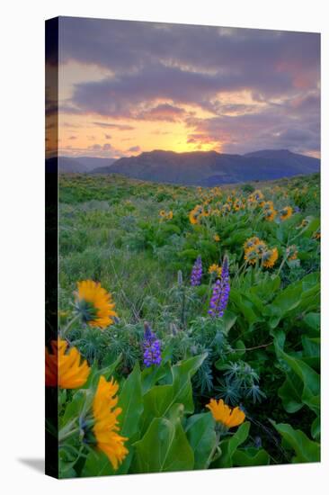 Sunrise and Flower Field, Columbia River Gorge, Oregon-Vincent James-Stretched Canvas