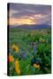 Sunrise and Flower Field, Columbia River Gorge, Oregon-Vincent James-Stretched Canvas