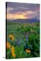 Sunrise and Flower Field, Columbia River Gorge, Oregon-Vincent James-Stretched Canvas