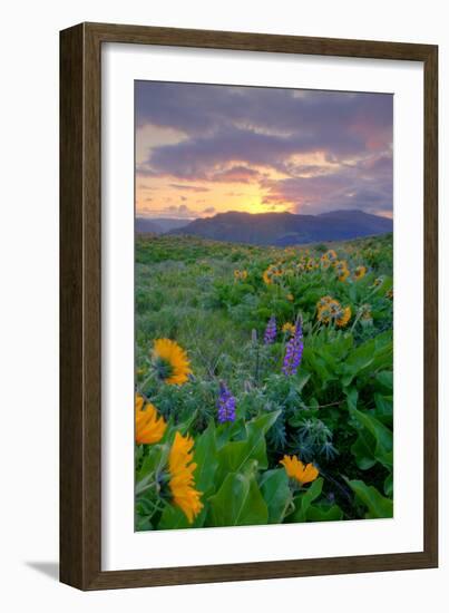 Sunrise and Flower Field, Columbia River Gorge, Oregon-Vincent James-Framed Photographic Print