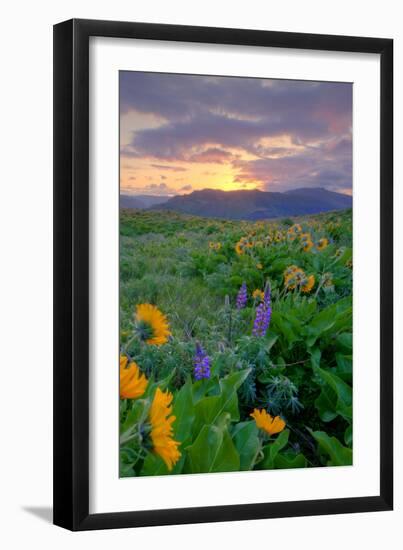 Sunrise and Flower Field, Columbia River Gorge, Oregon-Vincent James-Framed Photographic Print