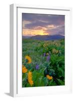 Sunrise and Flower Field, Columbia River Gorge, Oregon-Vincent James-Framed Photographic Print