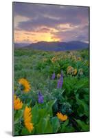 Sunrise and Flower Field, Columbia River Gorge, Oregon-Vincent James-Mounted Photographic Print