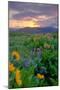 Sunrise and Flower Field, Columbia River Gorge, Oregon-Vincent James-Mounted Photographic Print