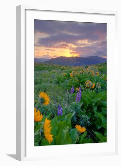 Sunrise and Flower Field, Columbia River Gorge, Oregon-Vincent James-Framed Photographic Print