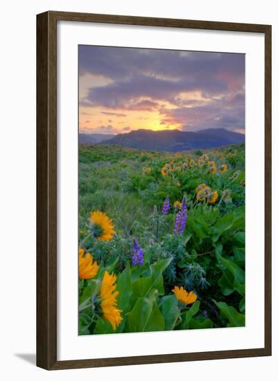 Sunrise and Flower Field, Columbia River Gorge, Oregon-Vincent James-Framed Photographic Print