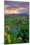 Sunrise and Flower Field, Columbia River Gorge, Oregon-Vincent James-Mounted Photographic Print