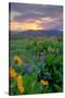 Sunrise and Flower Field, Columbia River Gorge, Oregon-Vincent James-Stretched Canvas