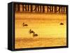 Sunrise and Pelicans by Urangan Pier, Hervey Bay, Queensland, Australia-David Wall-Framed Stretched Canvas