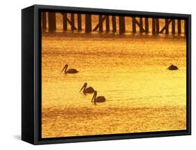 Sunrise and Pelicans by Urangan Pier, Hervey Bay, Queensland, Australia-David Wall-Framed Stretched Canvas